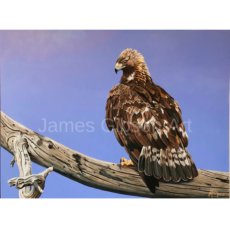 Perched Golden Eagle Painting or Prints