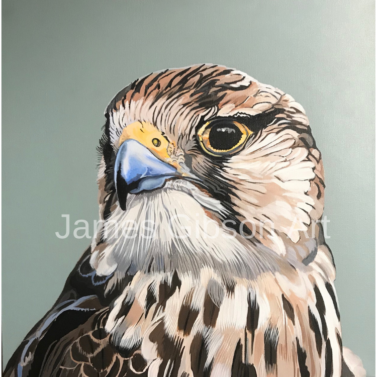 Peregrine Falcon Painting or Prints