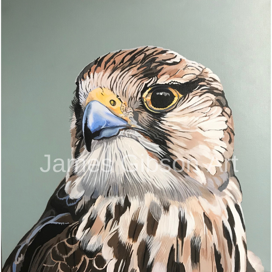 Peregrine Falcon Painting or Prints