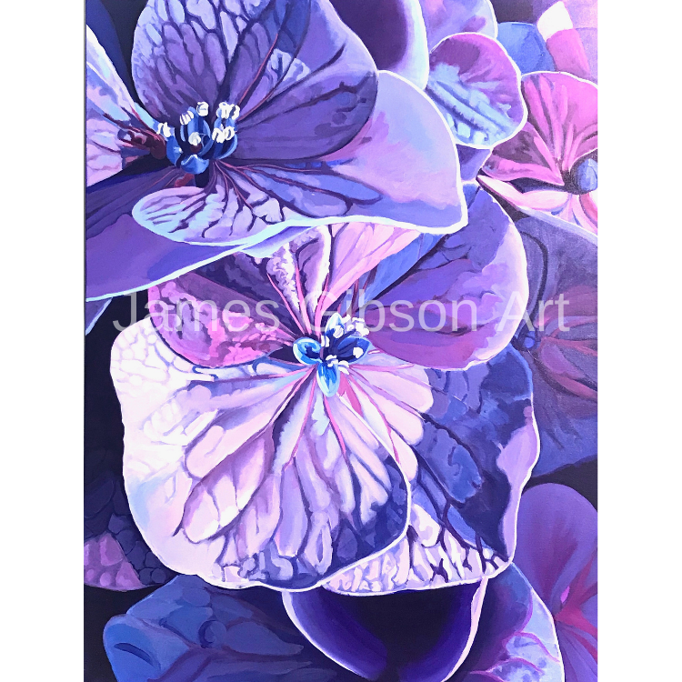 Hydrangea Flower Painting or Prints