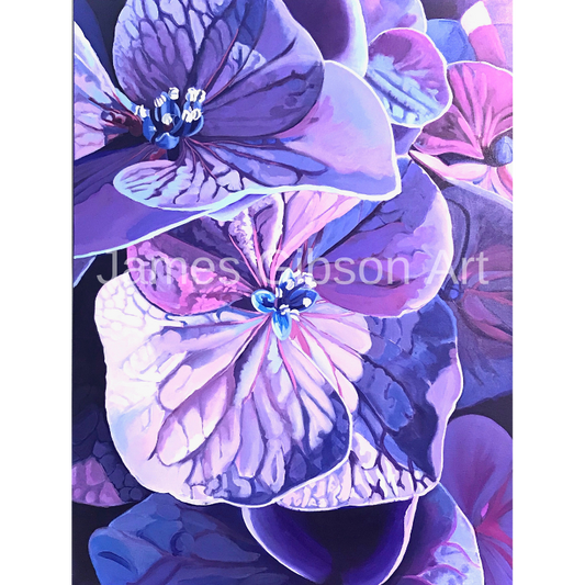 Hydrangea Flower Painting or Prints