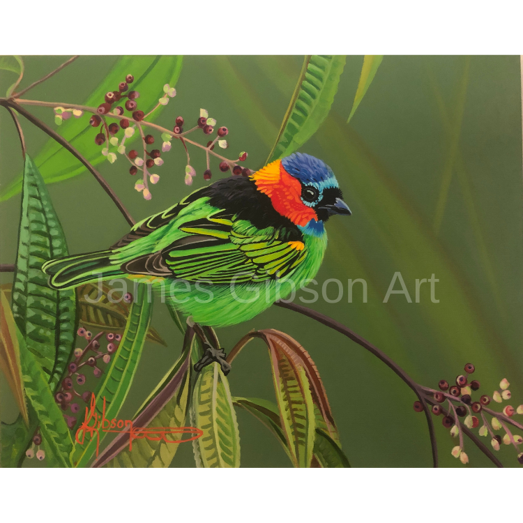 Red Neck Tanager Bird Painting Prints