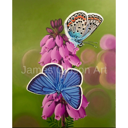 Bernardino Dotted-Blue Butterfly + Lotus Blue Butterfly Painting or Prints