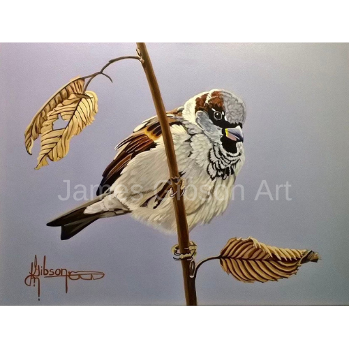 Sparrow Bird Painting or Prints